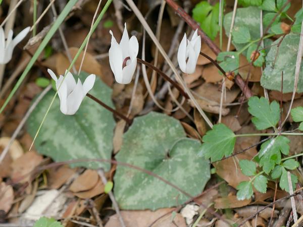<h3><a href="/trips/kreta/biota/plantae/tracheophyta/magnoliopsida/ericales/primulaceae/cyclamen creticum/cyclamen creticum-nl.html">Cyclamen&nbsp;creticum</a> / Cretan&nbsp;sowbread / </h3>OM-1 Mark II met OLYMPUS M.150-400mm F4.5, 1/250 sec  bij F5.0, ISO 2000, afstand 2.3&nbsp;m